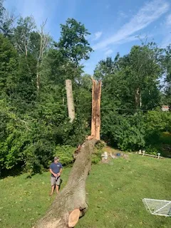 fallentree